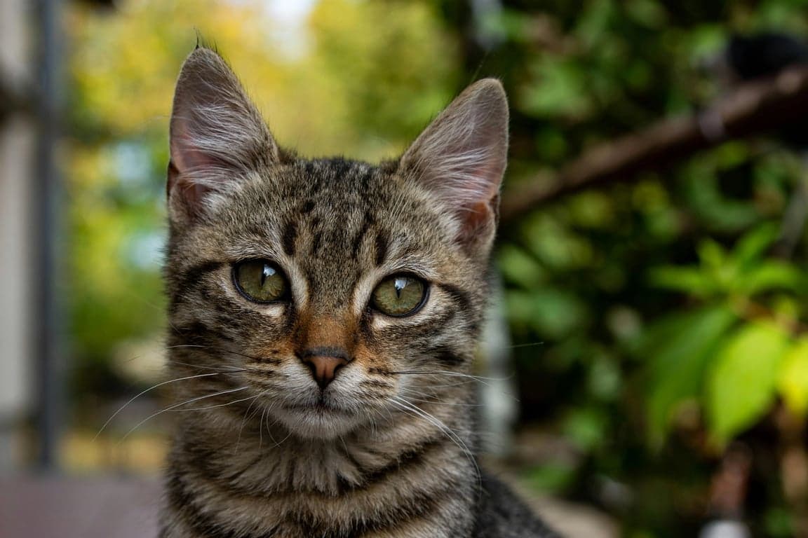 Brat generator before photo - cat sitting between the tree