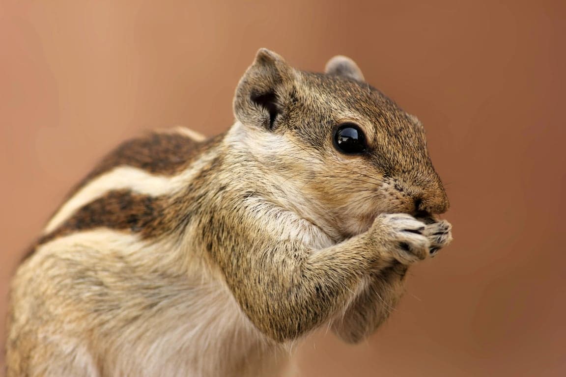 a hybrid animal illustrated as a believable new species, avoiding literal feature swaps and instead focusing on integrated anatomy and cohesive form