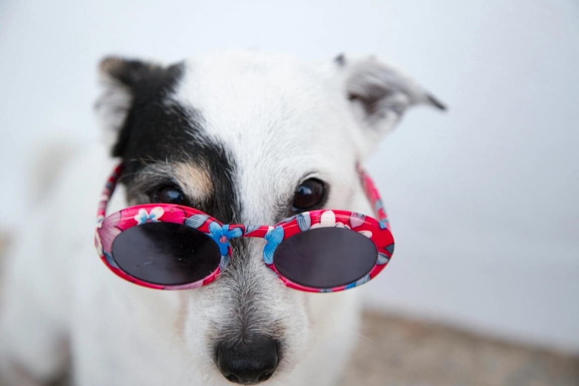 Brat generator before photo - dog wearing sunglasses with pink frame