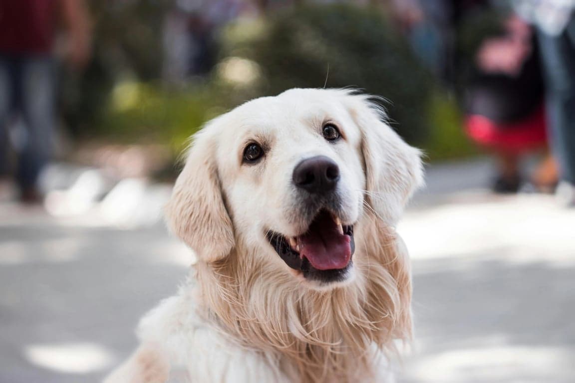 ai pet to human before – a happy golden dog outdoors