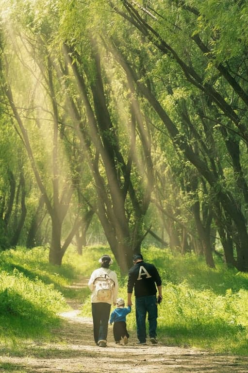 a forest path photo enhanced with visible sunbeams streaming through the canopy, creating shafts of light with volumetric glow and misty atmosphere.
