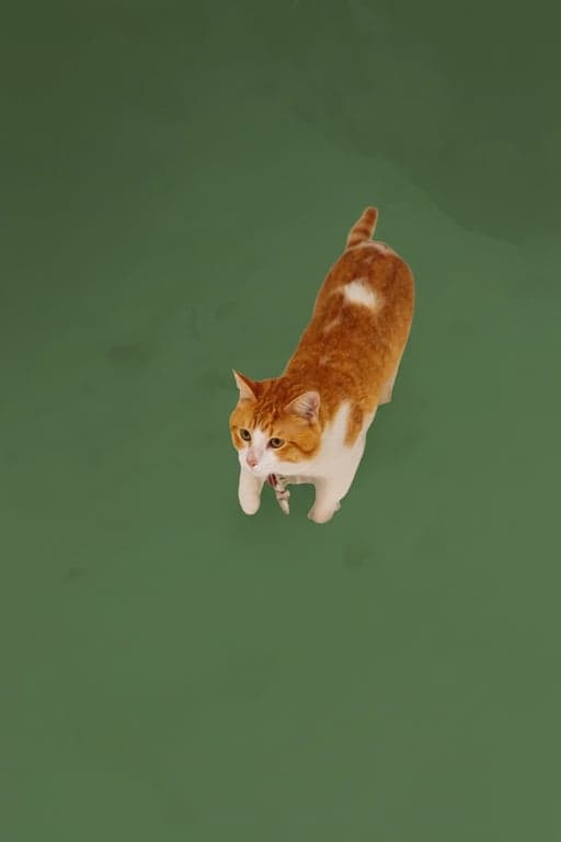 Brat generator after photo - cat standing in the snow with brat style