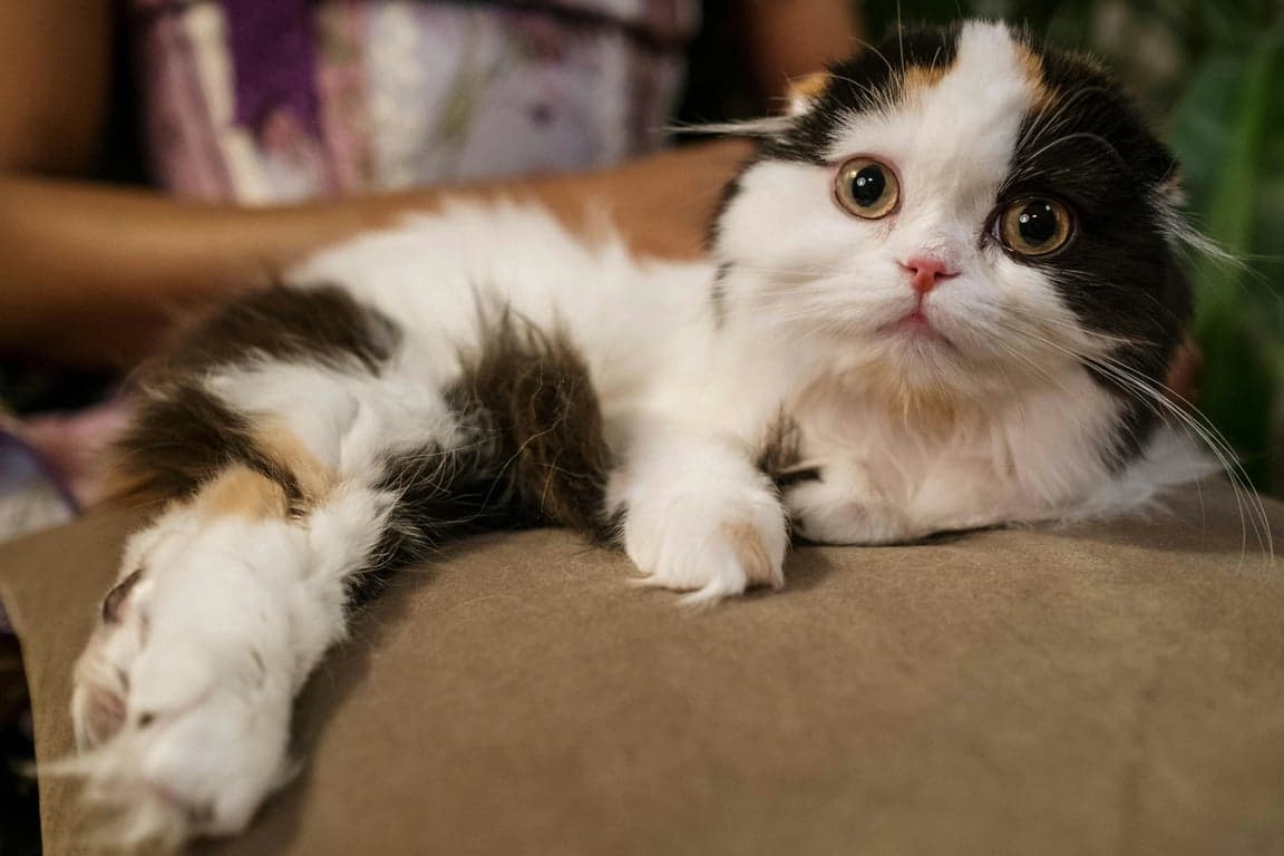 AI pet portrait generator  free before pic - fluffy cat lying on bed