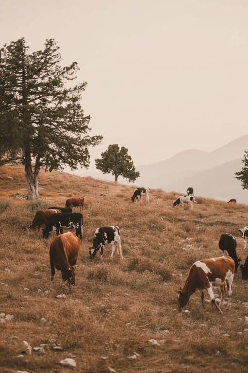 a portrait or image transformed with a soft color tint overlay, gently shifting overall color tone while keeping skin tones recognizable, retaining original contrast, preserving fine details, and blending smoothly with existing lighting