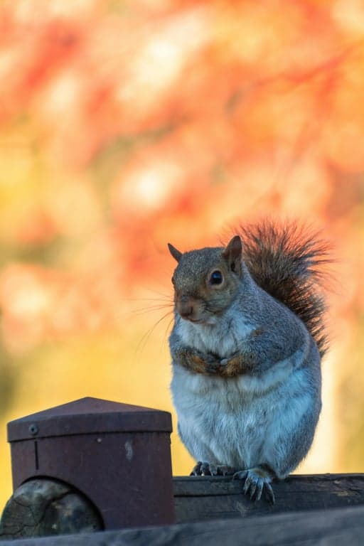 AI remove color from image before photo - squirral standing near warm orange firelight
