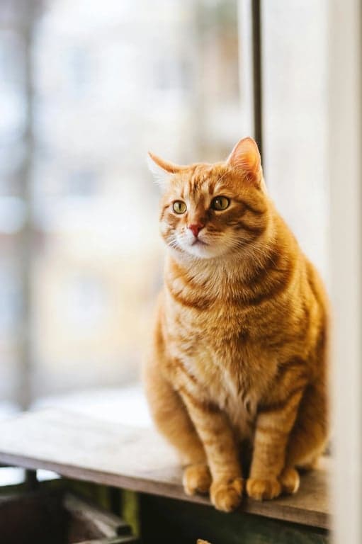 ai pet to human before – a ginger tabby cat sitting upright