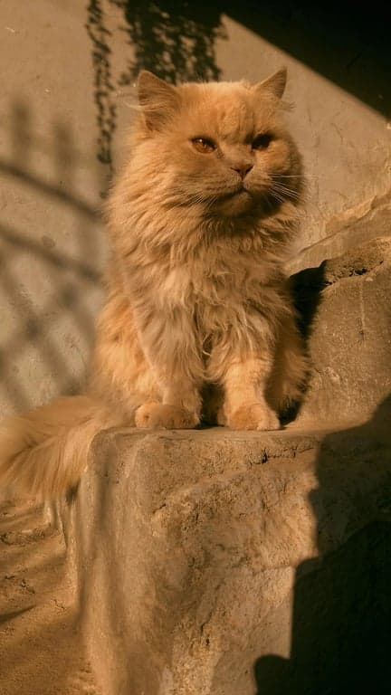 A funny and heartwarming scene of a robot and a stray cat forming an unlikely family in a futuristic city, with the tagline "The unlikeliest connection." in playful font.