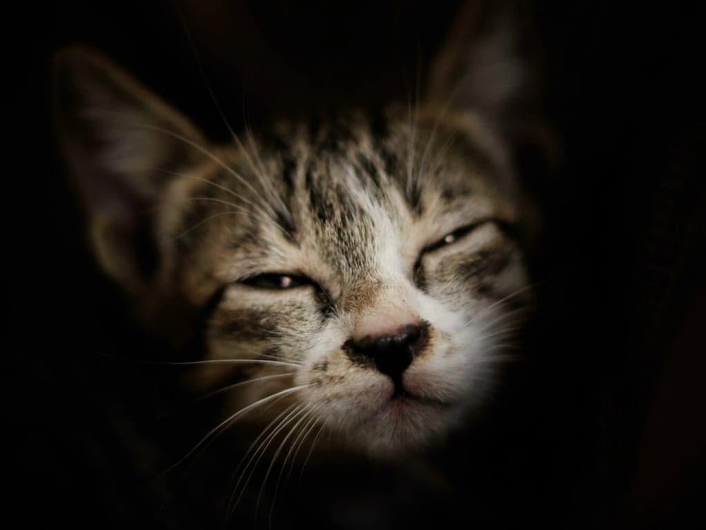 Brat generator after photo - cat looking at the camera with brat style