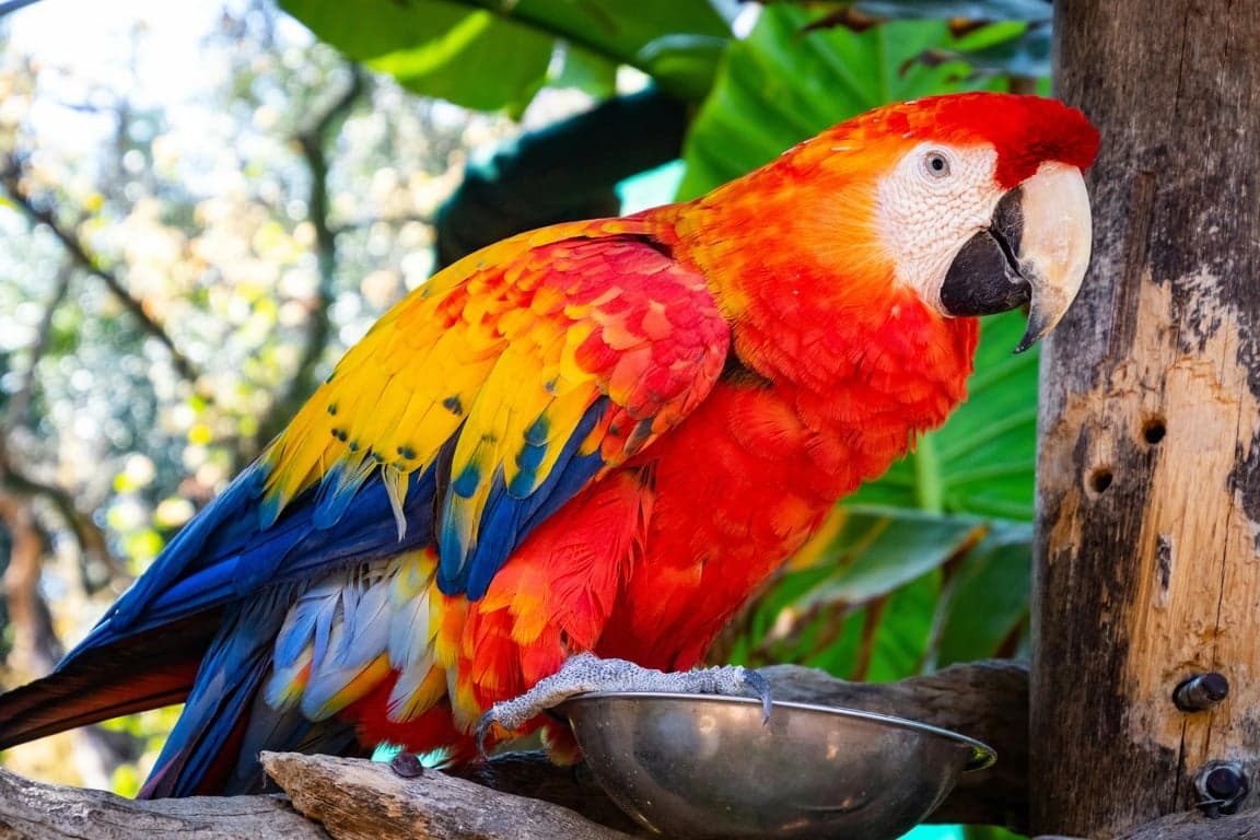 AI pet portrait generator free before pic - colorful macaw parrot