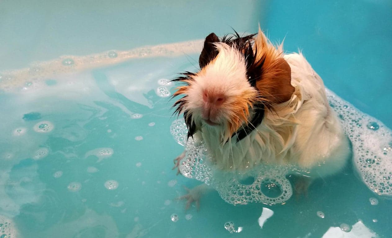 AI pet portrait generator free before pic - guinea pig taking bath in blue water