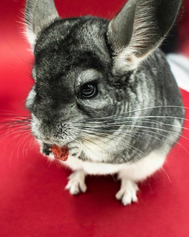 AI pet portrait generator free before pic - chinchilla close-up photo
